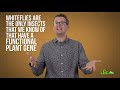 Whiteflies Destroy Crops Thanks to a Stolen Plant Gene | SciShow News