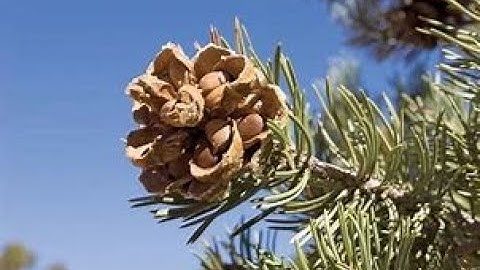 Lucknow University|| B.Sc. Biology(NEP) Sem-2|| Botany Practical File || Gymnosperms || Part-3