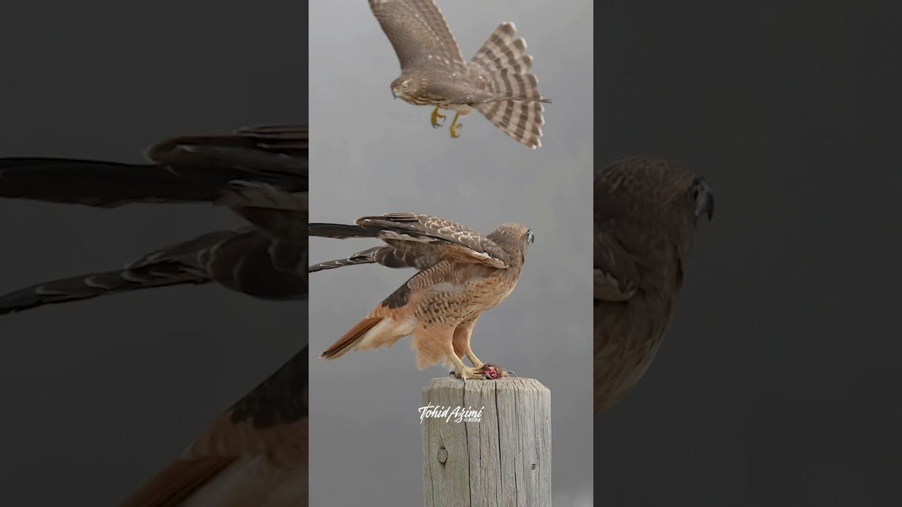 Beautiful adult Red-tailed Hawk and a Juvenile Cooper’s Hawk. ...