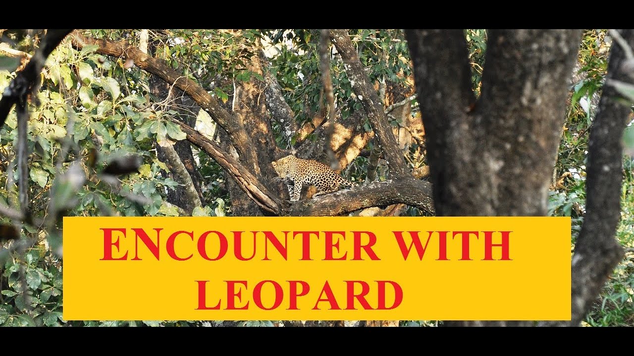 LEOPARD the deadly cat | encounter with Leopard | leopard hunts monkey ...