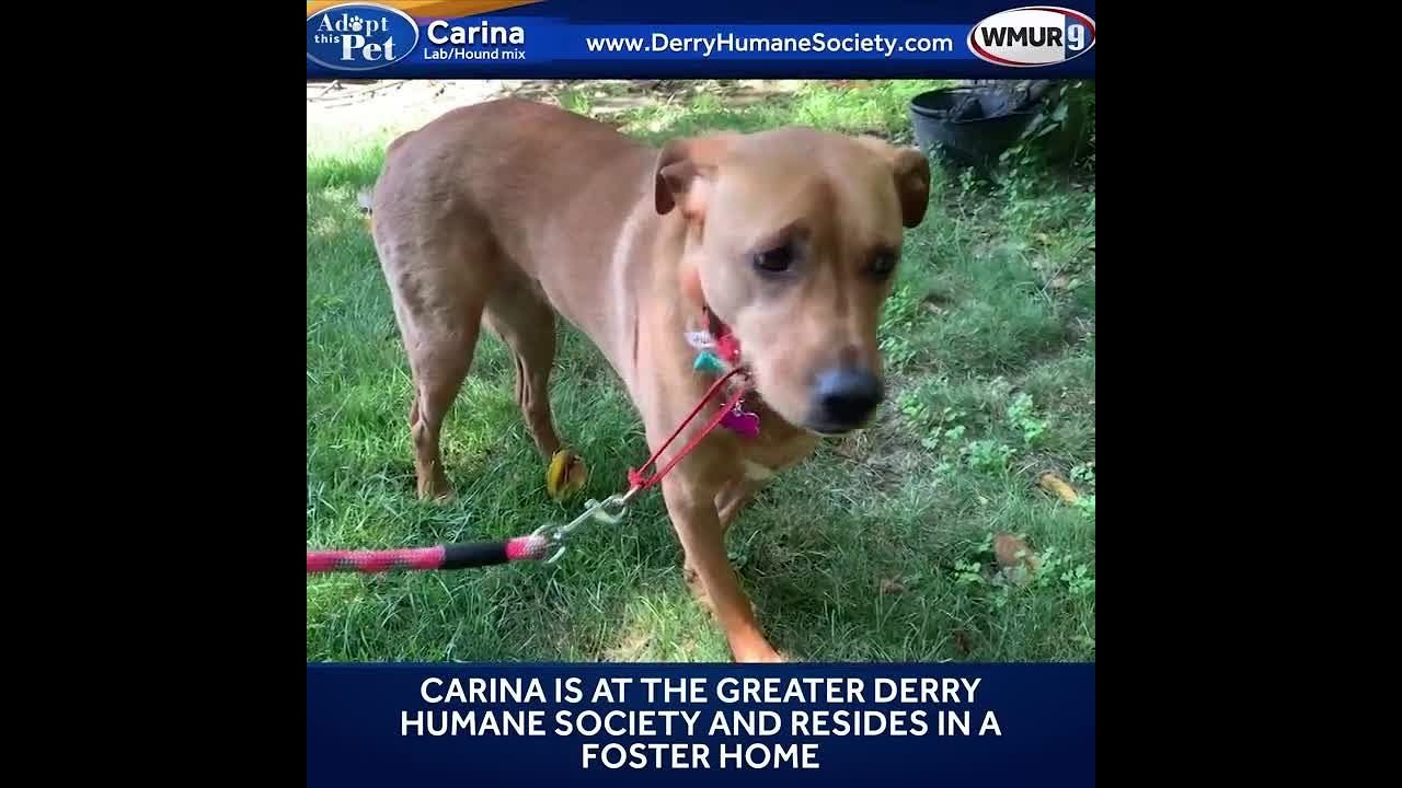 petco hours Carina is a 2-year-old Lab mix