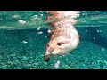 Swim in the miraculous clear river, the Choshi River! [Otter life Day 357]【カワウソアティとにゃん先輩】