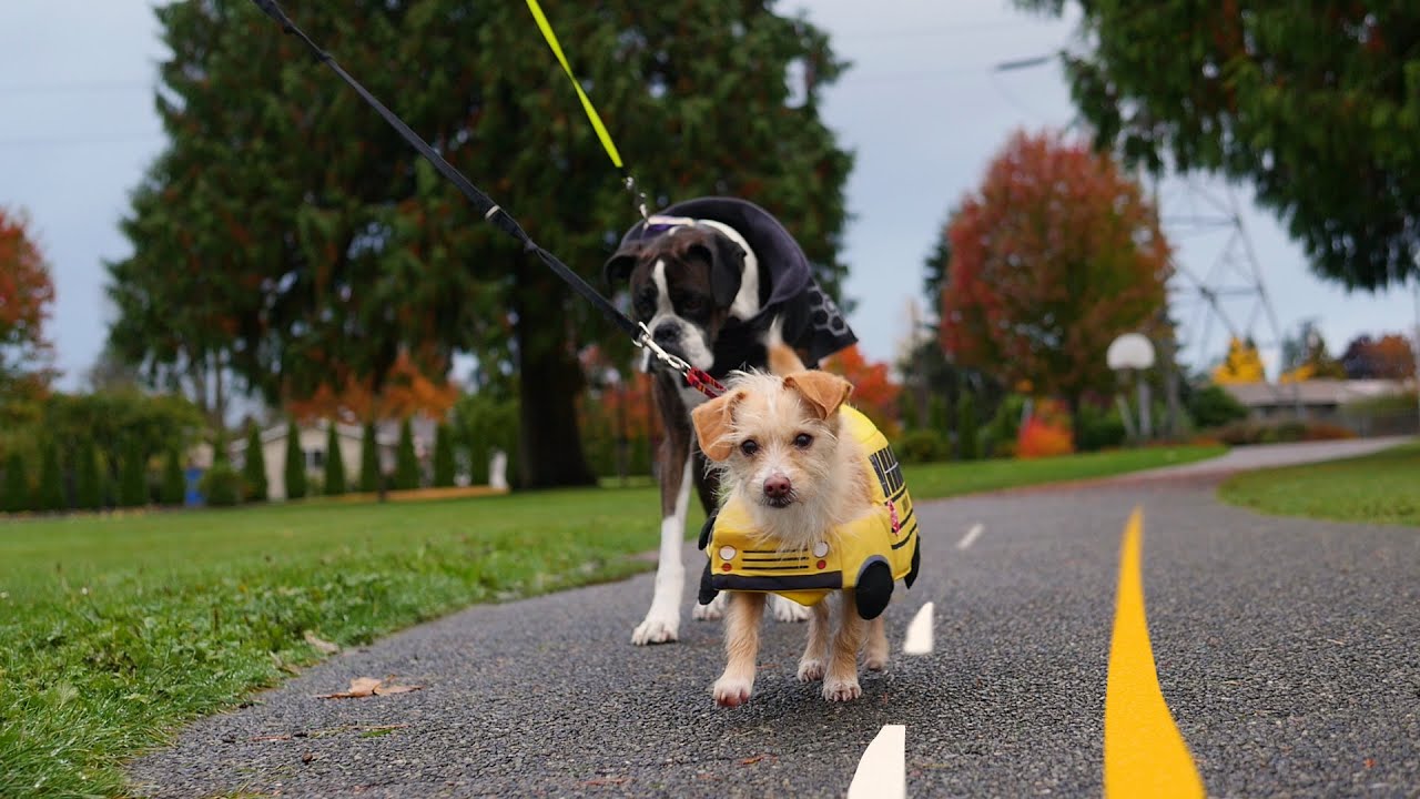 When to Stop for a School Bus (with Dogs) YouTube