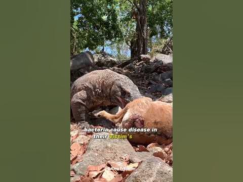 Effects of a Komodo Dragon bite - YouTube