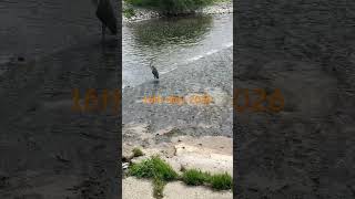 A #heron doing nothing at #hawick on River Teviot #distinctlyaveragespringwatch