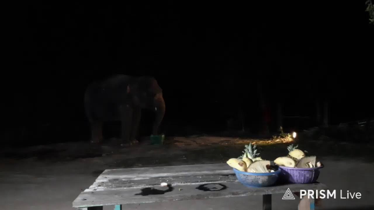 ผลไม้ก่อนนอนยายโมมาแล้วครับ