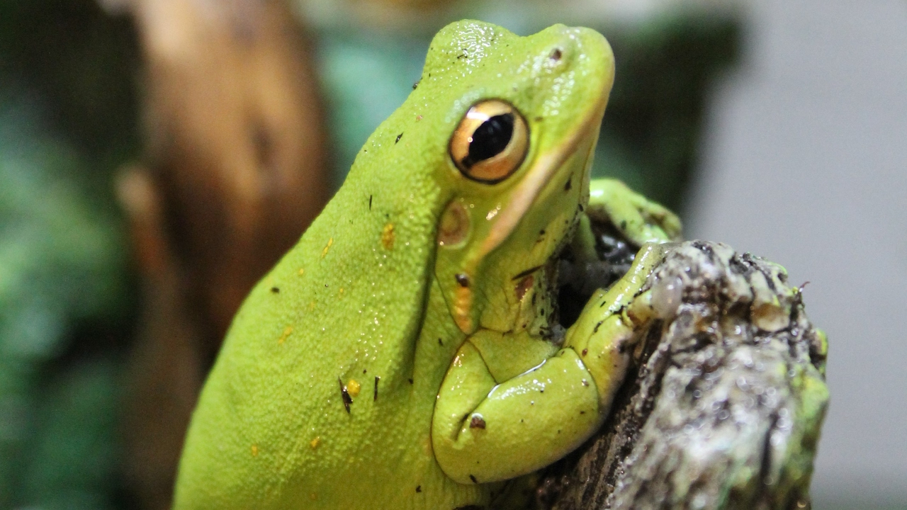 February 2017 FULL Reptile Room Tour and Update!