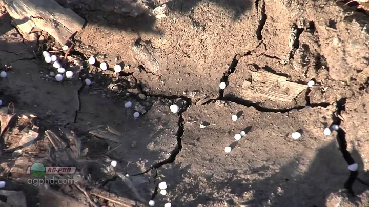 Fall Nitrogen Fertilizer #578 (Air Date 10/14/12)