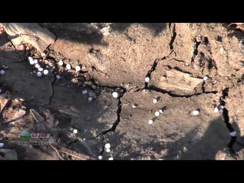 Fall Nitrogen Fertilizer