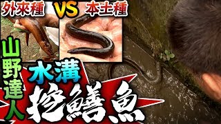 【山野達人水溝挖鱔魚!本土&amp;外來種鱔魚比較!】鱔魚釣法及捕捉 ... 