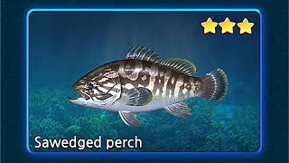 Fishing Hook | Borneo Sea: Saw Edged Perch [☆☆★★★]