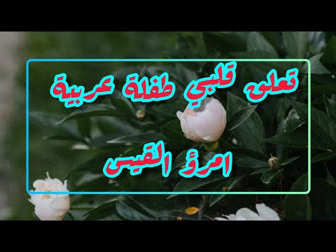 قصيدة تعلق قلبي طفلة عربية أمرؤ القيس