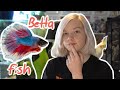 Should You Get a BETTA FISH?