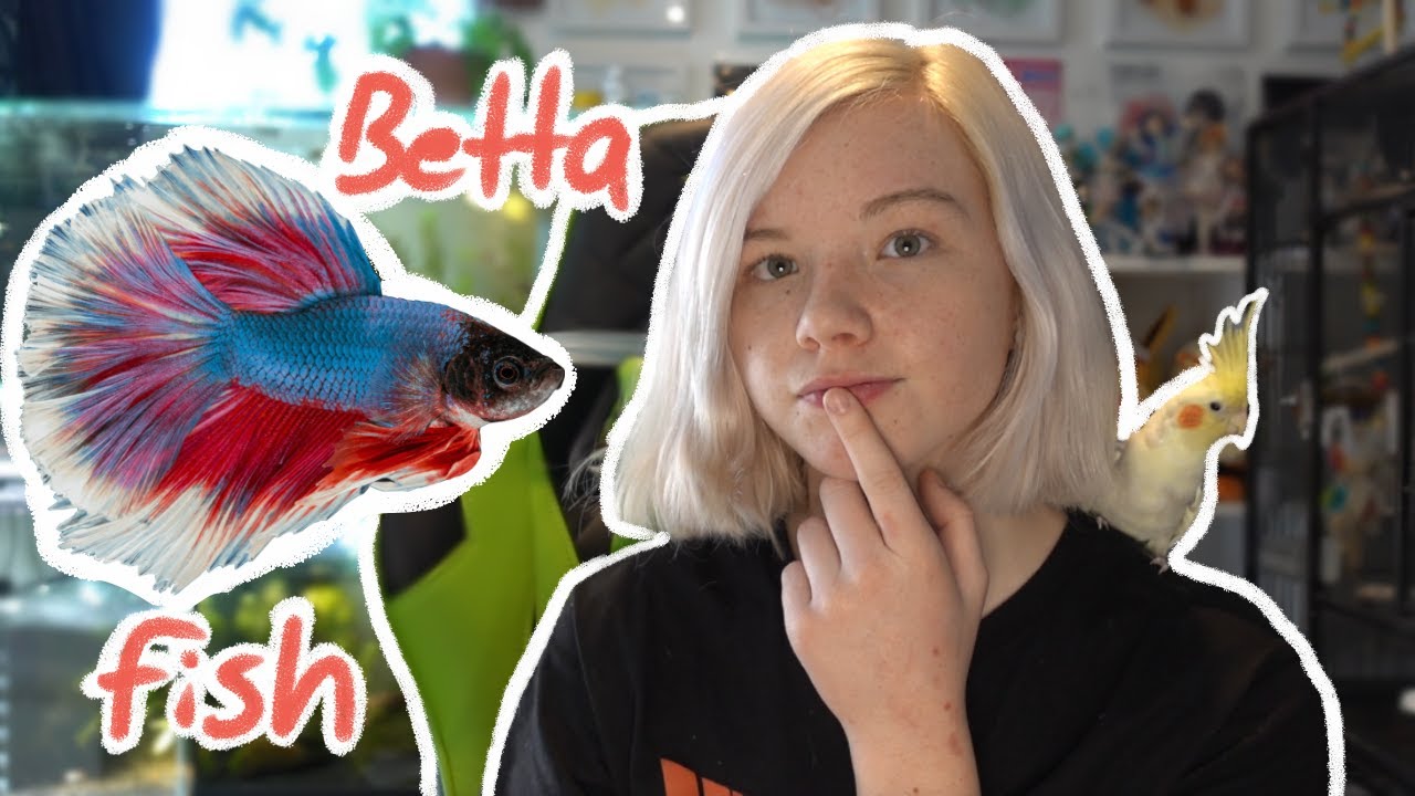 Should You Get a BETTA FISH? 