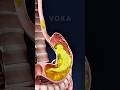 ¿Qué sucede en tu cuerpo cuando VOMITAS? 🤢 Explicado en 3D