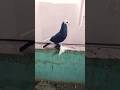 fancy pigeon searching of her partner #youtube #kabutar #kabutar #viralvideo #trendingvideo #2025