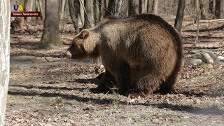 Во львовском приюте для животных появилась новая жительница - медведица Ласка Во львовском приюте для животных появилась новая жительница - медведица Ласка