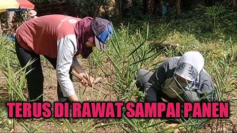 Mau Panen ||Perawatan Jahe Harus Exstra Rutin di musim hujan Agar tidak busuk