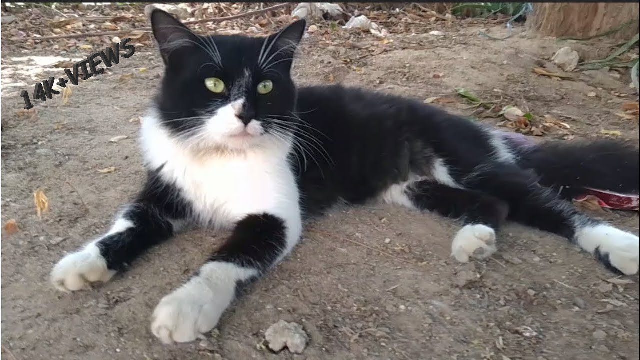 Oreo The Cat Meows Very Loudly! ️ YouTube
