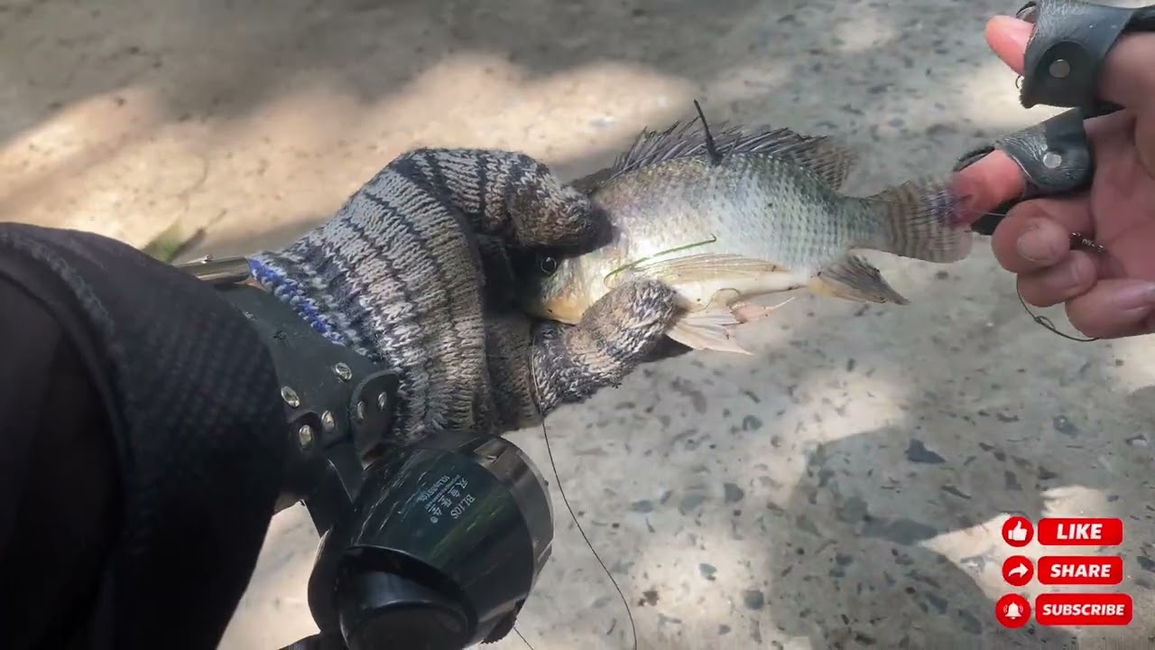 #..1..Buổi bắn rô phi sẽ như thế nào.???