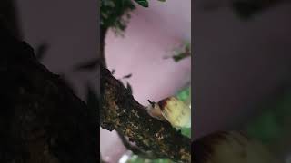 apaaan ini ganggu aku #snail #spongebob #trending #nature #roblox #cute #siput #animals #funny #fyp