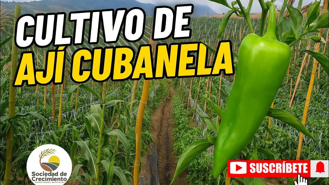 “Cómo Lograr una Gran Producción de Ají 