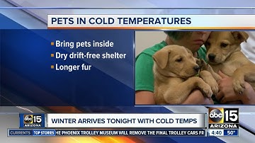 Keeping your pets warm as temperatures drop