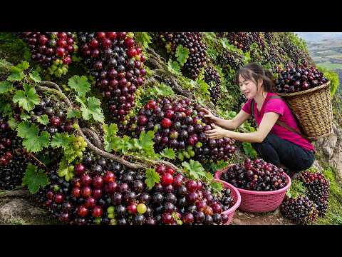 Harvesting Giant Wild Grapes to Sell | Enjoying Grape Juice with The Village Children