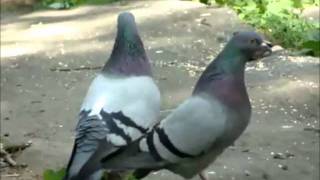 Cartoons - Diddley Dee (Pigeon version)