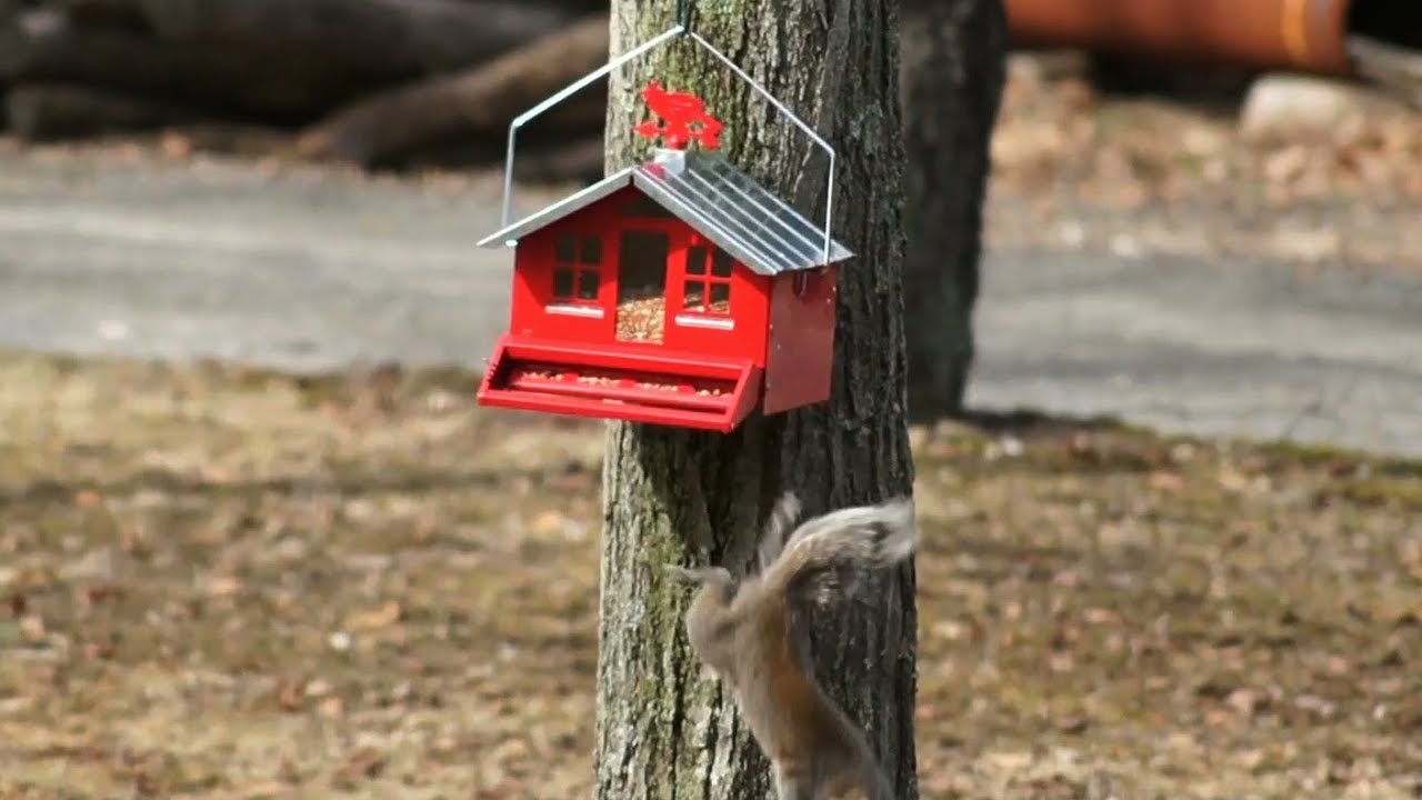 New Squirrel Proof Bird Feeder Vs Squirrel Youtube