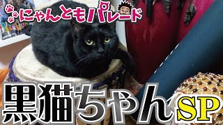 【猫動画】黒猫ちゃんSP〜にゃんともパレード〜