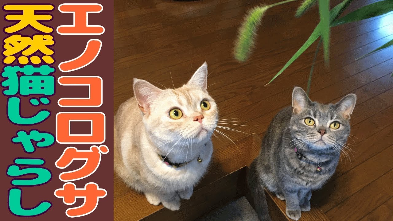 エノコログサ（天然猫じゃらし）で遊ぶ猫たち - YouTube