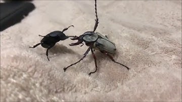 Bugs Boxing Mortal Kombat