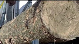 Arabic Countries Are Trying With This Wood