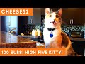 100 subscribers high five kitty