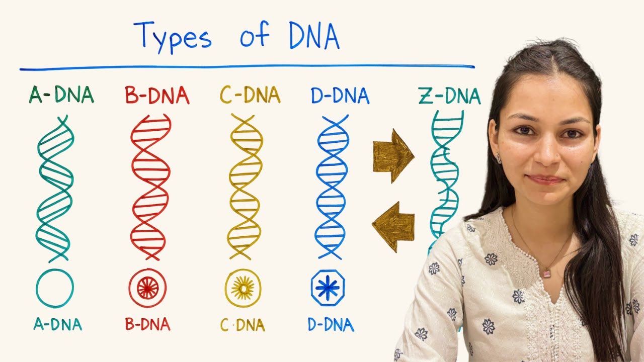 Types of DNA in हिन्दी | Differences & Structure | B.Sc. & M.Sc. Zoology