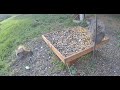 Cam 2: ♥️ REPLAY 🌷Critter CamTV ☔️ | 24/7 Wild Animals & Birds | Spring Kentucky USA