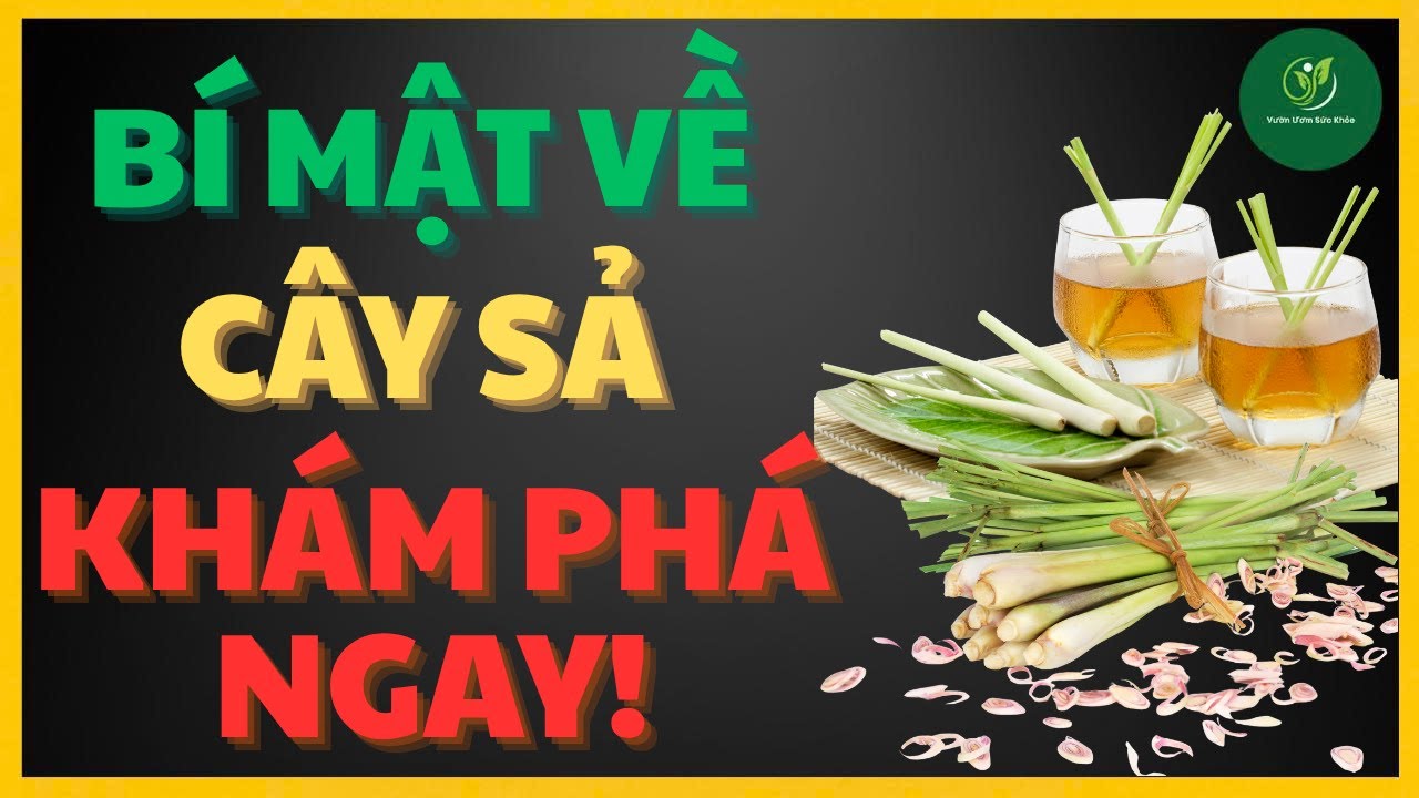 KHÁM PHÁ NGAY: Cây Sả Làm Được Gì Cho Sức Khỏe Mà Bạn Chưa Từng Nghe Đến?