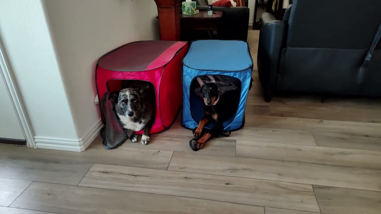 A well-mannered dog is a happy dog.