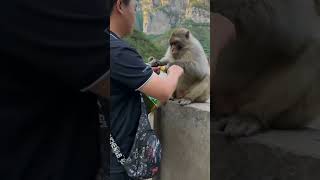Alpha Male Also Eats Corn
