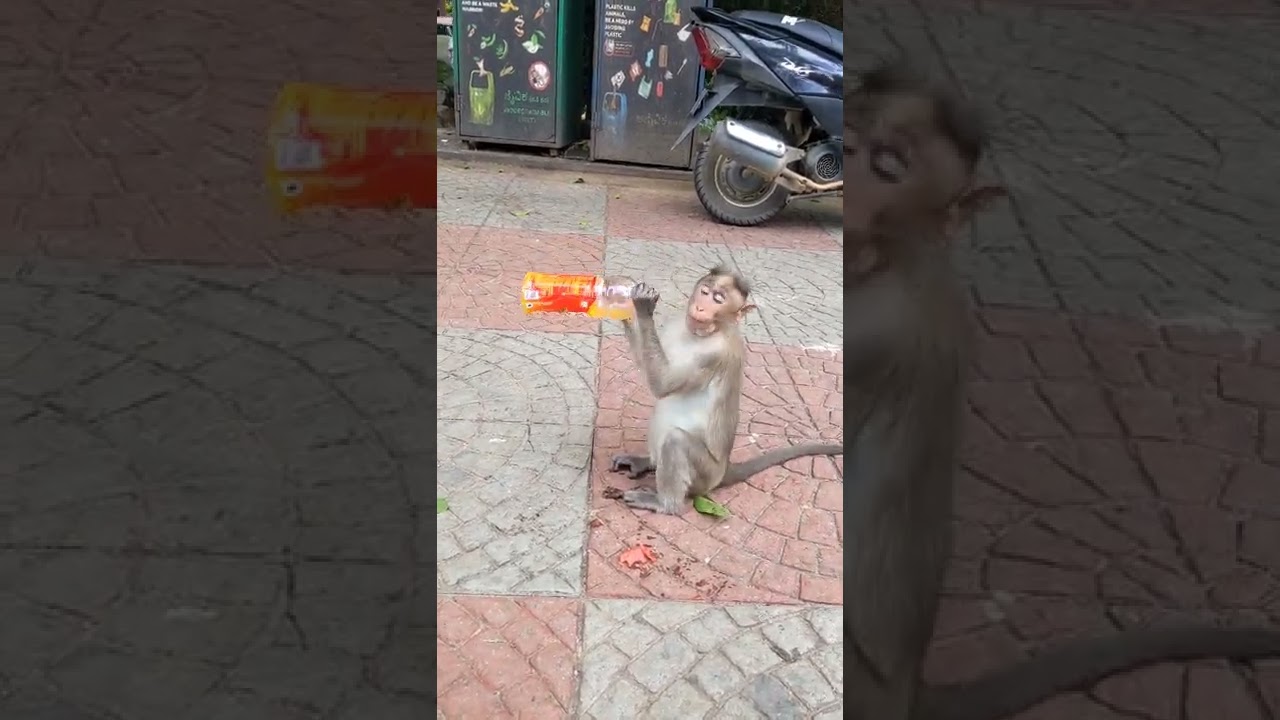 thirsty monkey is drinking maaza