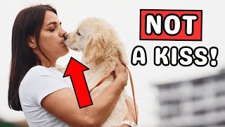 Have You Ever Kissed Your Dog? Understanding How Dogs Perceive Kisses