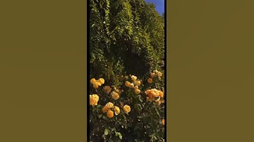 Surah Al Falaq سورة الفلق by Sheikh Yasser Al Dossary الشيخ ياسر الدوسري
