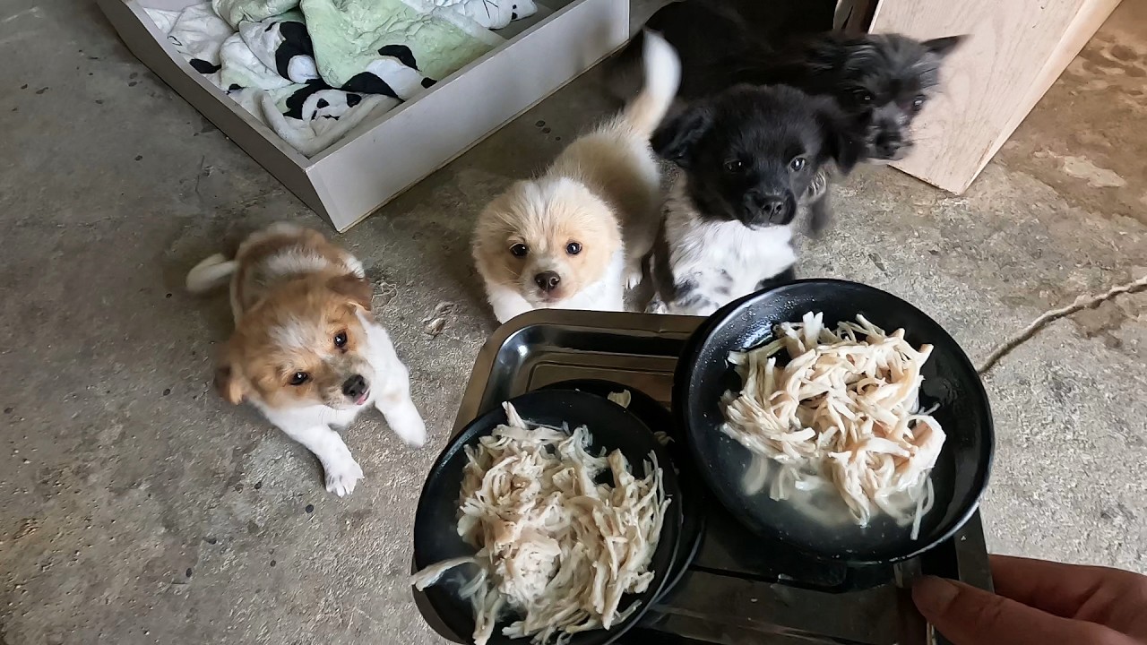 吃吃吃，又有好吃的了！提前过年，狗妈妈一家狼吞虎咽