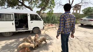 puppies | animal rescue pakistan | hungry puppies karachi | 11 starving puppies