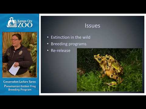 Panamanian Golden Frog