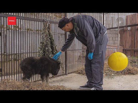 Осиротевший овцебык с Таймыра будет жить в красноярском зоопарке