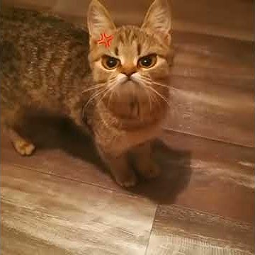 Злой котик с Инстаграм - YouTube