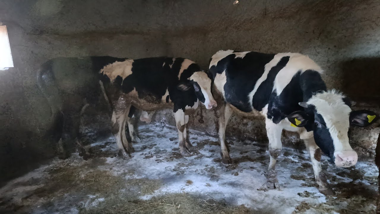 BESİ NASIL YAPİLİR/EN KÂRLI BESİ YONTEMİ/BESİYE İLK GİRİŞ/BESİMİ ÜRETİM Mİ DAHA KÂRLI