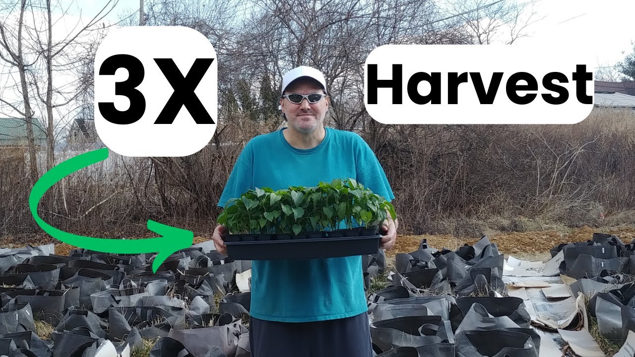 How to Top Pepper Plants for a Bigger Harvest